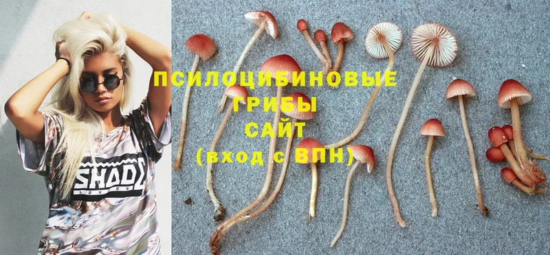 Галлюциногенные грибы Psilocybe  hydra ССЫЛКА  Арсеньев 